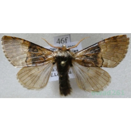 Colocasia coryli (Linnaeus, 1758) Połacica leszczynówka Czech46f